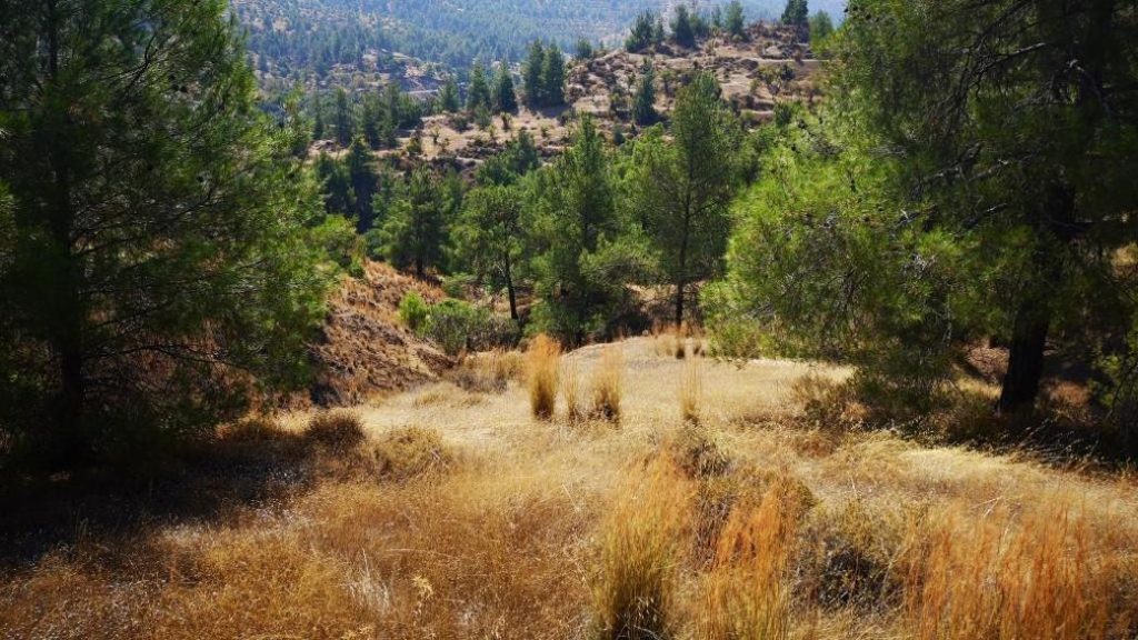 11,037m² Plot for Sale in Paphos – Agios Theodoros, Nicosia District