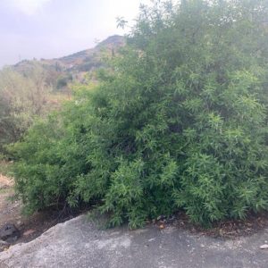 1 Bedroom House for Sale in Argaka, Paphos District