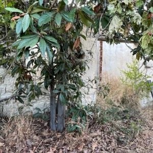 1 Bedroom House for Sale in Vasa Koilaniou, Limassol District