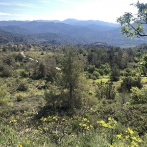 4,050m² Plot for Sale in Pera Pedi, Limassol District