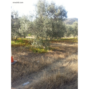 1,000m² Plot for Sale in Limassol District