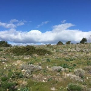 24,274m² Plot for Sale in Kalavasos, Larnaca District