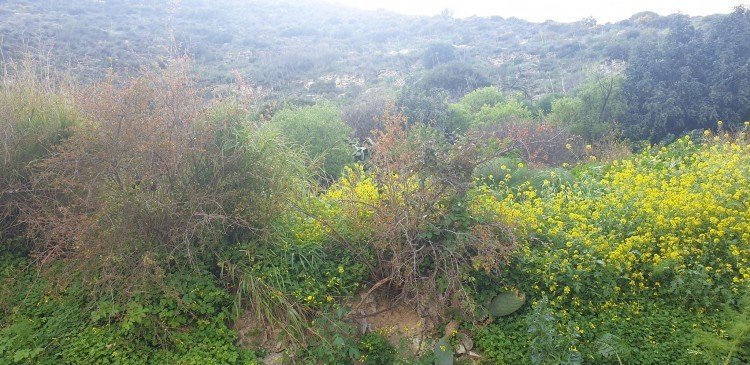 15,800m² Plot for Sale in Kalavasos, Larnaca District