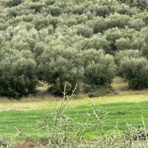 2,610m² Plot for Sale in Nikokleia, Paphos District