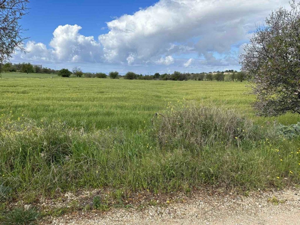 5,040m² Plot for Sale in Anarita, Paphos District