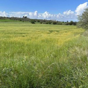 5,039m² Plot for Sale in Anarita, Paphos District