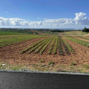 5,782m² Plot for Sale in Anarita, Paphos District