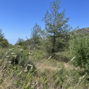 2,620m² Plot for Sale in Pera Pedi, Limassol District