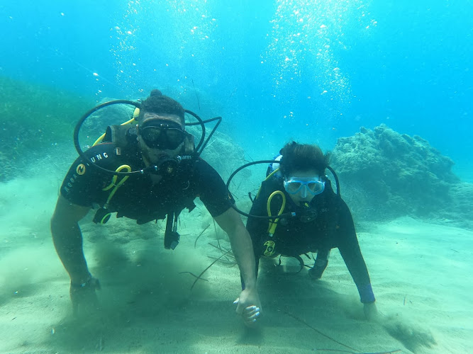 Sun Seals Divers