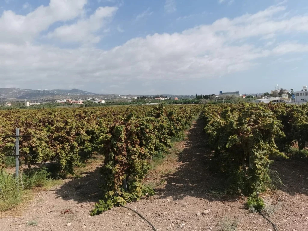 for Sale in Coral Bay, Paphos District