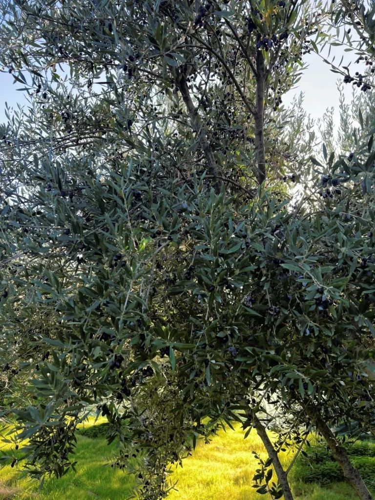 7,024m² Plot for Sale in Kalavasos, Larnaca District