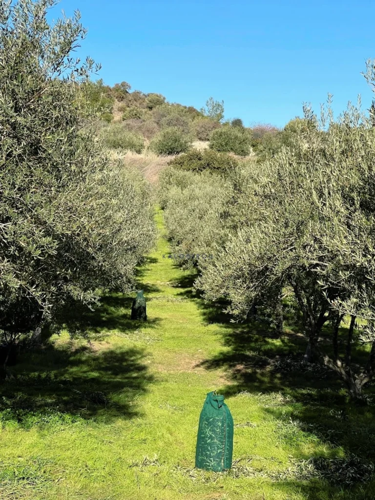 7,024m² Plot for Sale in Kalavasos, Larnaca District