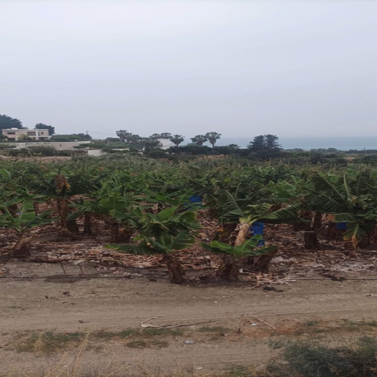 6,000m² Plot for Sale in Pegeia, Paphos District