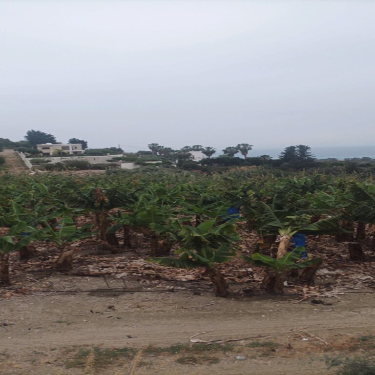 Paphos