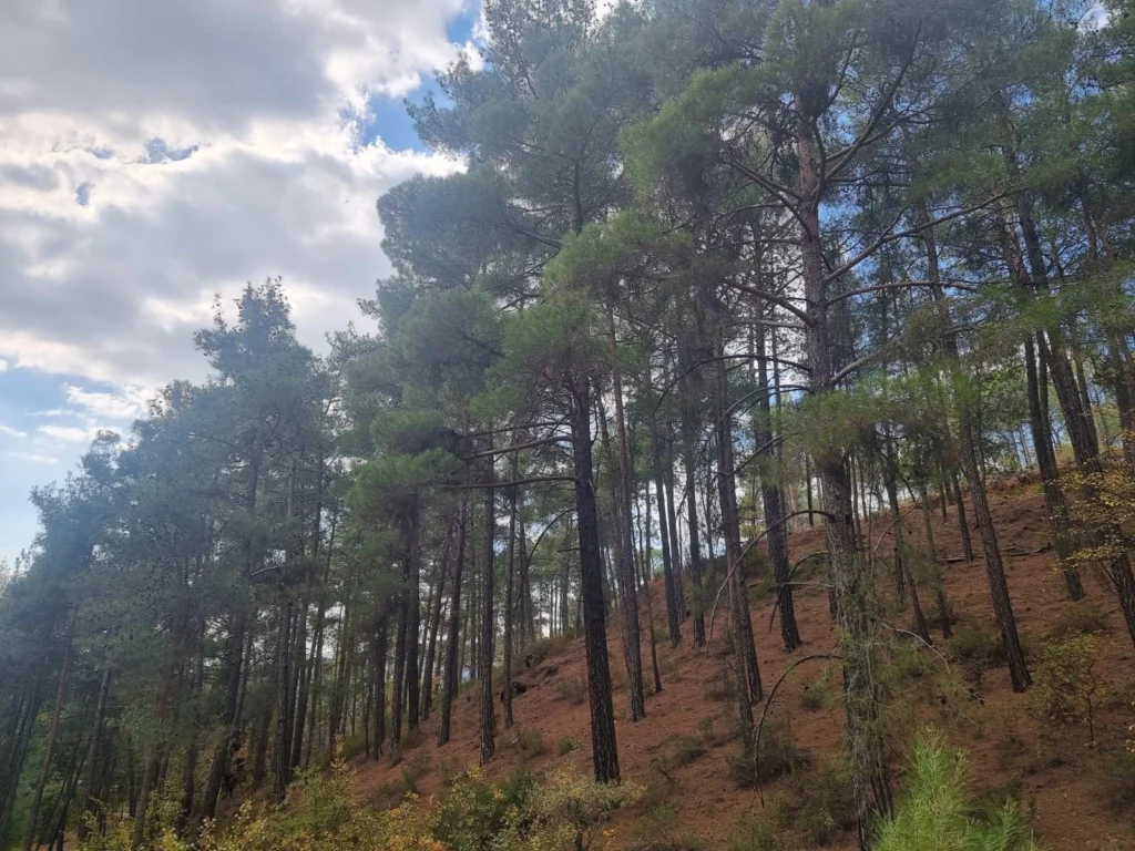 2,007m² Plot for Sale in Pano Platres, Limassol District