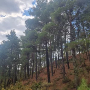 2,007m² Plot for Sale in Pano Platres, Limassol District