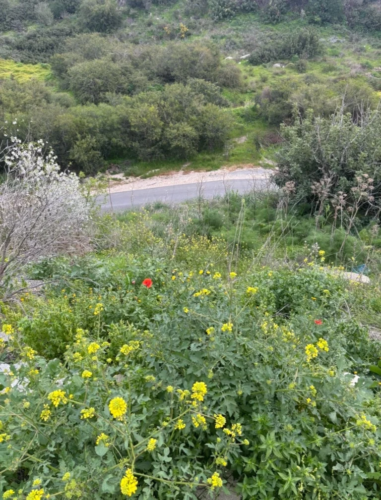 1,273m² Plot for Sale in Pegeia, Paphos District