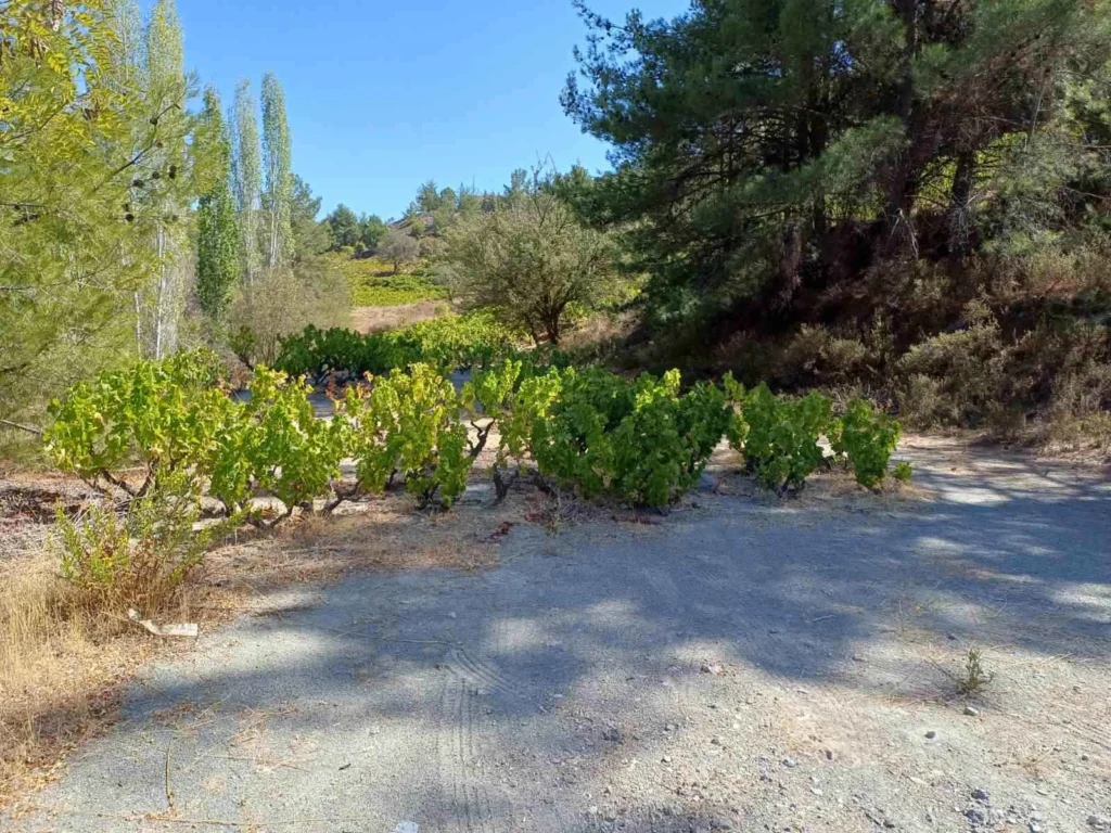 12,041m² Plot for Sale in Agridia, Limassol District
