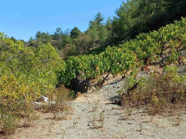 12,041m² Plot for Sale in Agridia, Limassol District