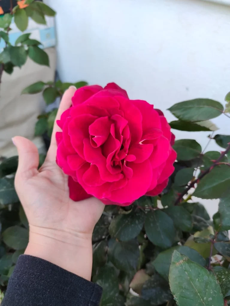 2 Bedroom House for Sale in Parekklisia, Limassol District