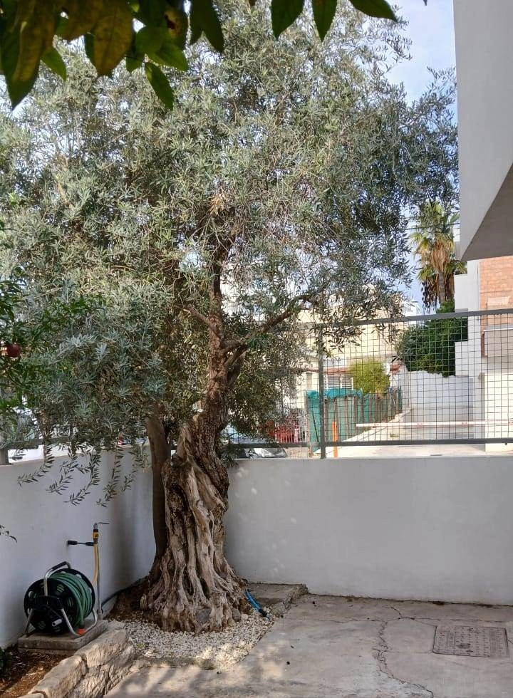 Cheap Houses and Villas for Sale Limassol up to 800000 euro